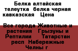 Белка алтайская телеутка, белка черная кавказская › Цена ­ 5 000 - Все города Животные и растения » Грызуны и Рептилии   . Татарстан респ.,Набережные Челны г.